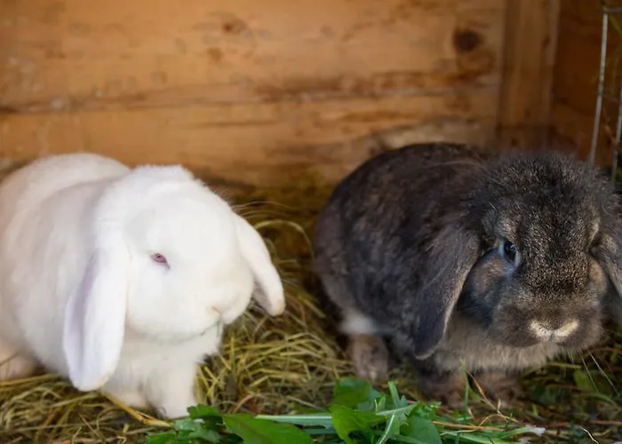 Steiermark Maison d'hôtes